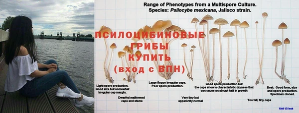сатива Вязники
